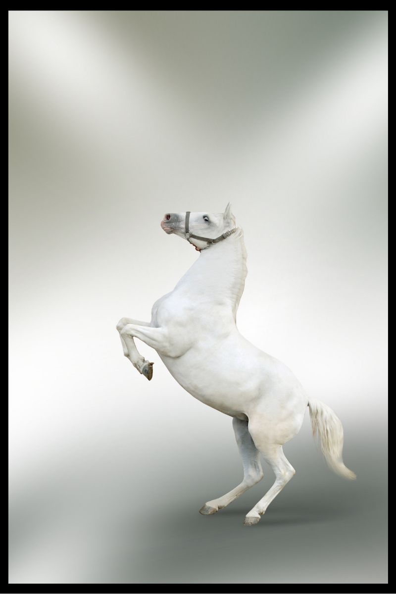 Cuadro de Caballos XX